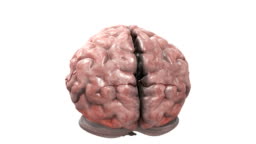 Animation Depicting A Rotating Brain During The Rotations The Cerebellum And Brain Stem Dissolve Revealing The Artery System High-Res Stock Video Footage - Getty Images Animation Depicting A Rotating Brain During The Rotations The Cerebellum And Brain Stem Dissolve Revealing The Artery System High-Res Stock Video Footage - Getty Images