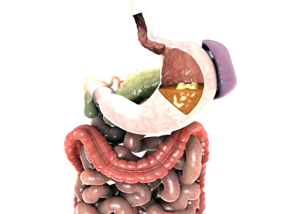 How Many Stomachs Do Octopus Have : Unveiling the Octopus Digestive System