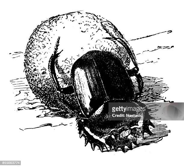 scarabaeus sacer - dung beetle stock-grafiken, -clipart, -cartoons und -symbole
