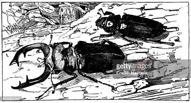 ilustrações de stock, clip art, desenhos animados e ícones de stag beetle ,lucanus cervus - abadejo
