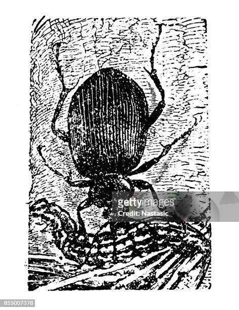 ground beetle - gold bug stock illustrations