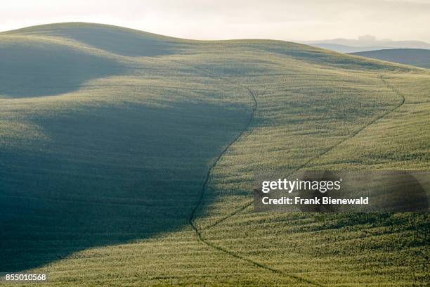 Typical tuscanian landscape with hills, a deer crossing and morning fog at sunrise in Val di Cecina.