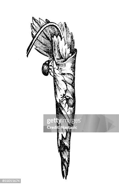 bean weevil - bean weevil stock illustrations