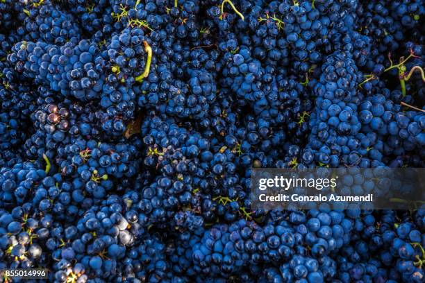 vineyards in la rioja spain - red grapes stock-fotos und bilder