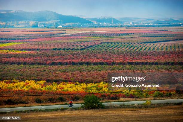 autumn in la rioja in spain - スペイン ラリオハ州 ストックフォトと画像