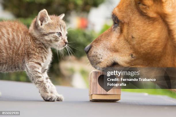 dog and cat look at each other with love - aggressive kissing stockfoto's en -beelden