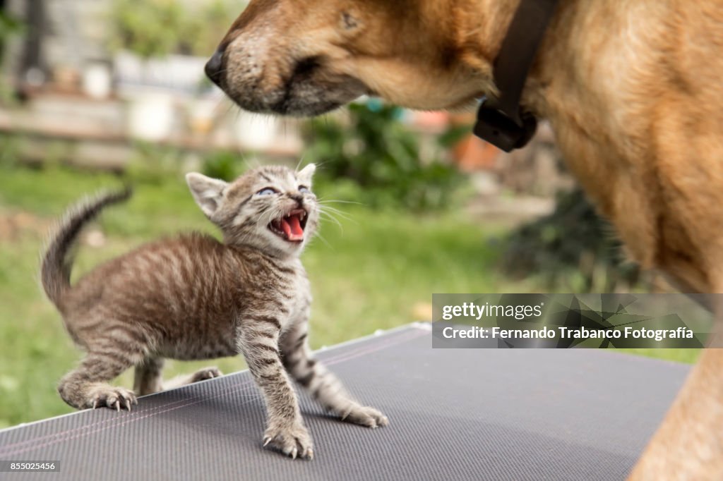 Kitty attacks the dog