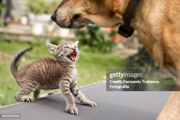 kitty attacks the dog - dog fighting stock pictures, royalty-free photos & images