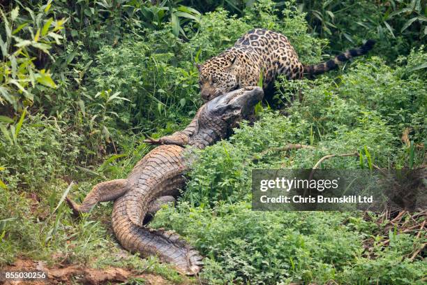 Jaguar ambushes a giant jacare caiman high up on the Three Brothers River in the Pantanal in Mato Grosso, Brazil. The cat wrestled with the reptile...