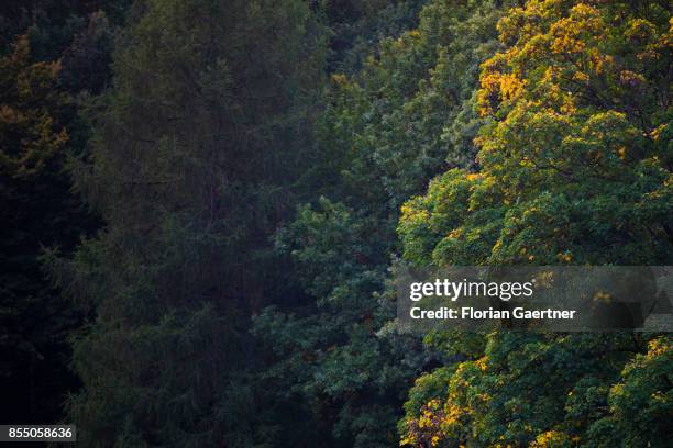 Tree with colorful leaves in the park 'Tiergarten' is pictured on September 27, 2017 in Berlin, Germany.