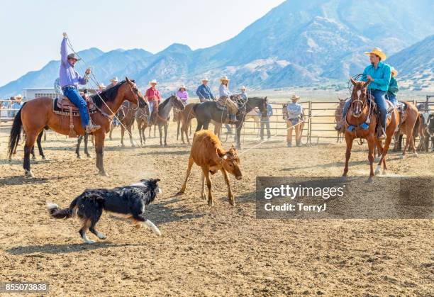 Cattle Rope Border 34 Cowboy Rope Border Stock Photos, High-Res Pictures, and Images ...