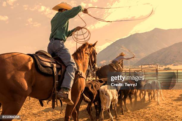 cowboy en cowgirl kudde kalveren om een touw en het merk in de vroege ochtend - vee drijven stockfoto's en -beelden