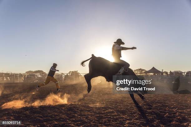 dust flying at a rodeo in central queensland, australia. - rodeo stockfoto's en -beelden
