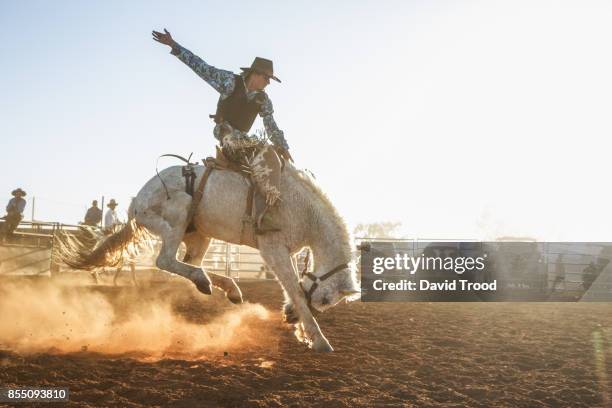 a bucking horse at a rodeo in central queensland, australia. - cowboy foto e immagini stock