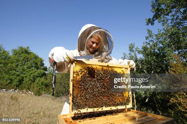 Bee Keeper Working with Bee Hives in France