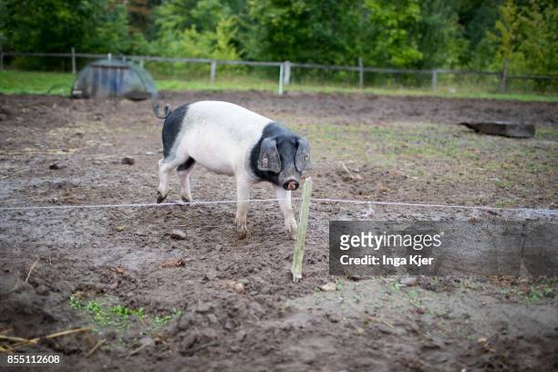 German Saddleback pigs in a free range organic farm on September 13, 2017 in Berlin, Germany.
