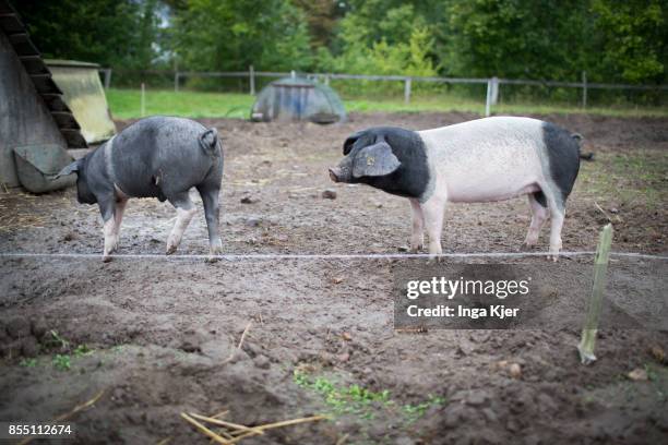 German Saddleback pigs in a free range organic farm on September 13, 2017 in Berlin, Germany.