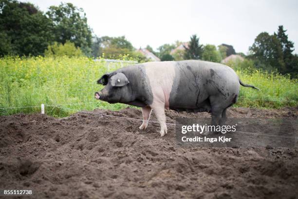 German Saddleback pigs in a free range organic farm on September 13, 2017 in Berlin, Germany.