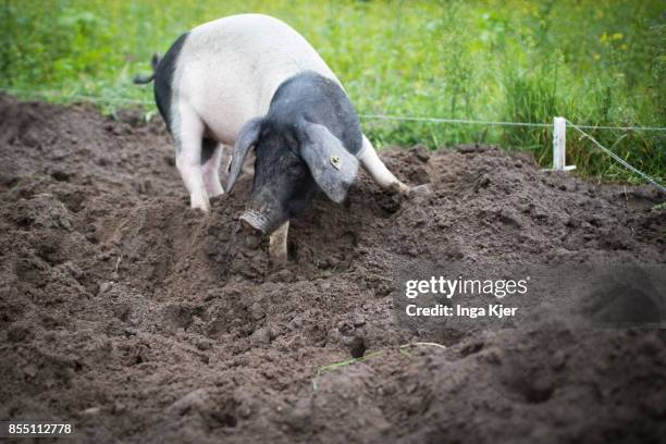 German Saddleback pigs in a free range organic farm on September 13, 2017 in Berlin, Germany.