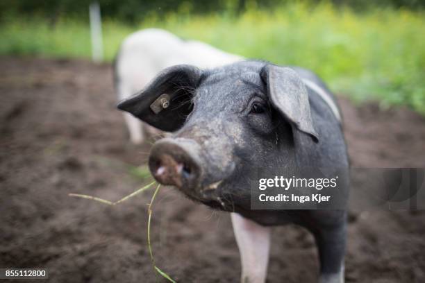 German Saddleback pigs in a free range organic farm on September 13, 2017 in Berlin, Germany.