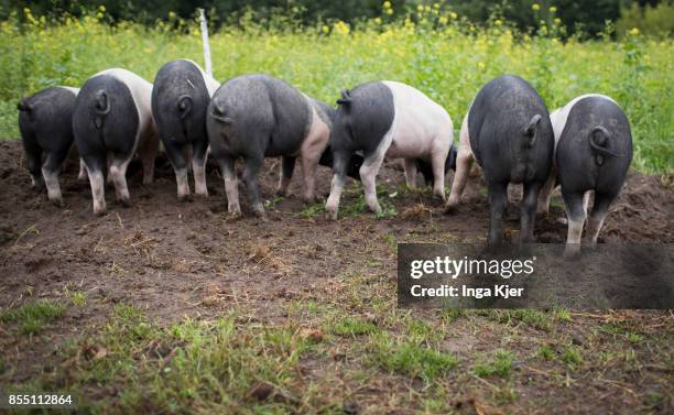 German Saddleback pigs in a free range organic farm on September 13, 2017 in Berlin, Germany.