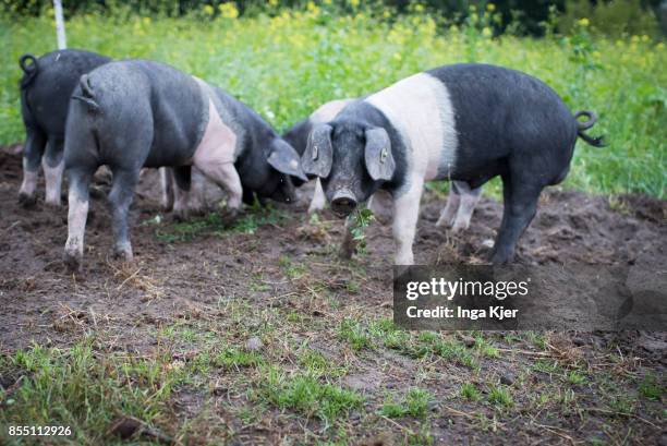 German Saddleback pigs in a free range organic farm on September 13, 2017 in Berlin, Germany.