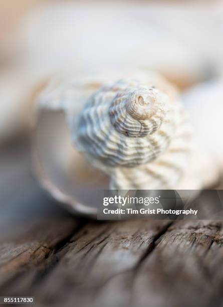 seashell abstract - shell texture stock pictures, royalty-free photos & images