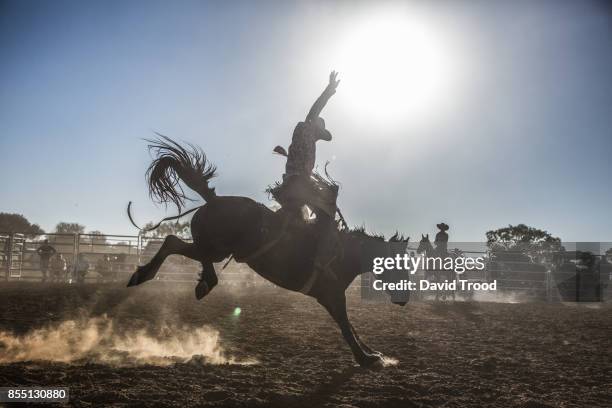 a rodeo in central queensland, australia. - animal macho 個照片及圖片檔