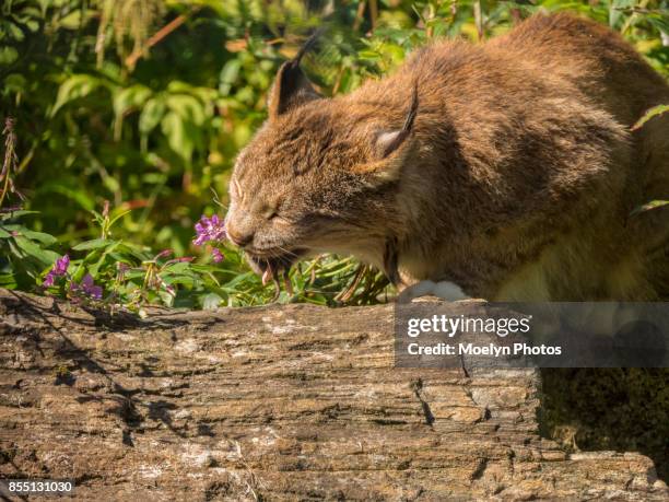 62 What Lynx Eat Stock Photos, High-Res Pictures, and Images - Getty Images