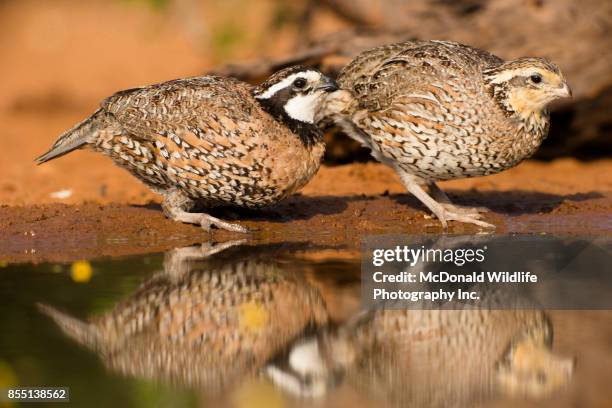 Quail In Iowa 124 Northern Bobwhite Quail Stock Photos, High-Res Pictures, and Images ...