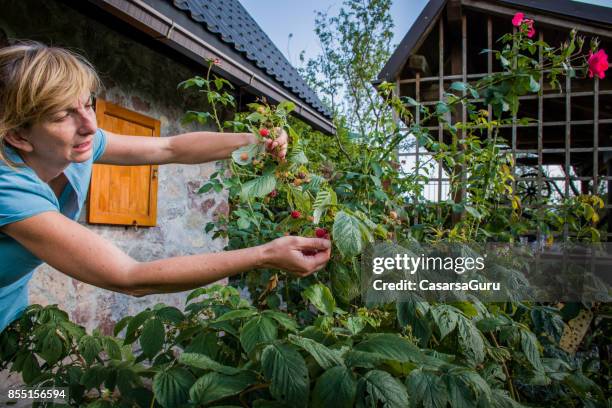 mitte erwachsene frau kommissionierung himbeere in den berggarten - himbeerpflanze stock-fotos und bilder