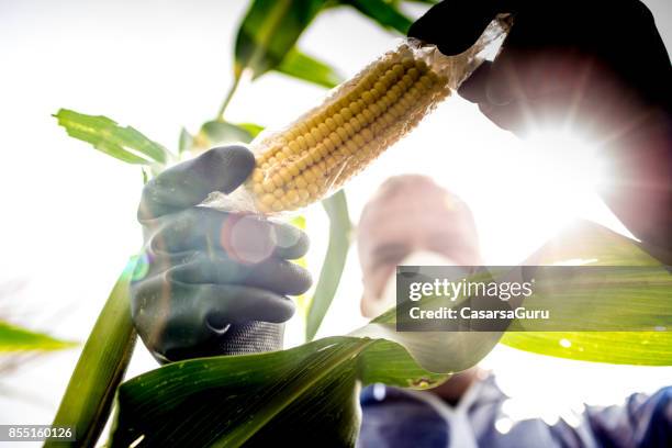 agriculture inspector controlling the crop - ogm stock pictures, royalty-free photos & images