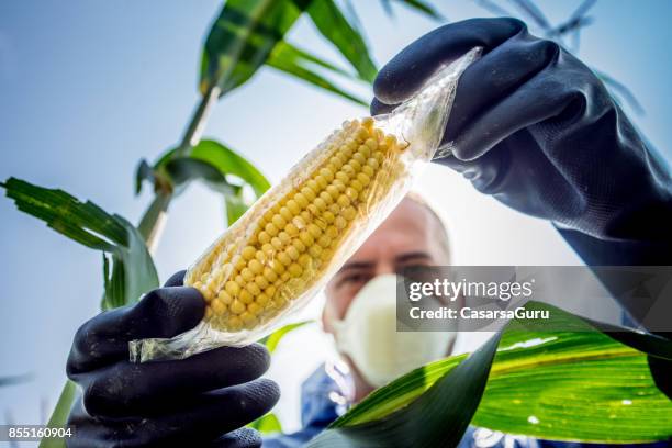inspector de agricultura controla el cultivo de - modificación genética fotografías e imágenes de stock