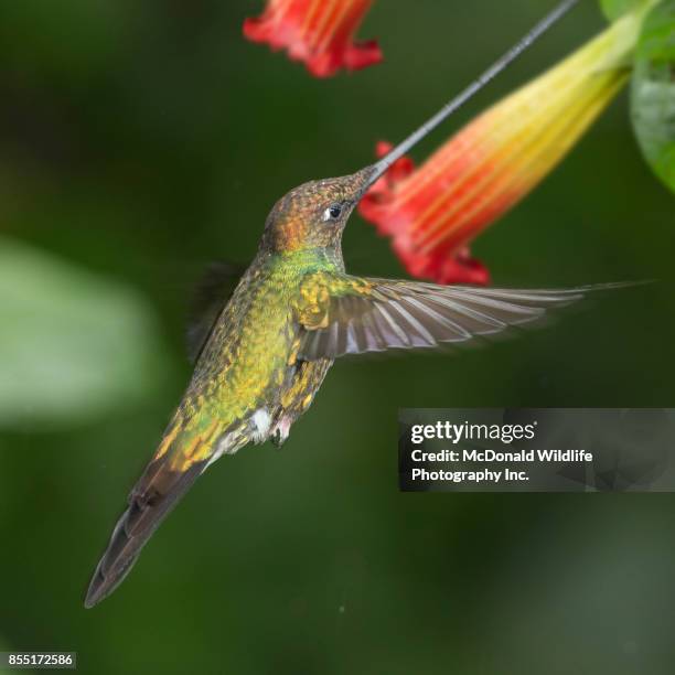 sword-billed hummingbird - colibrí de pico espada fotografías e imágenes de stock