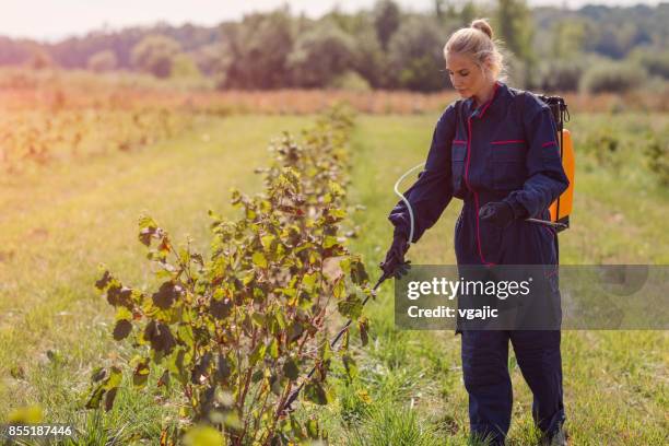 female working in hazelnut orchard - spraying weeds stock pictures, royalty-free photos & images