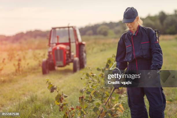 female working in hazelnut orchard - uncultivated stock pictures, royalty-free photos & images