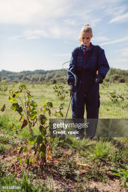 female working in hazelnut orchard - spraying weeds stock pictures, royalty-free photos & images