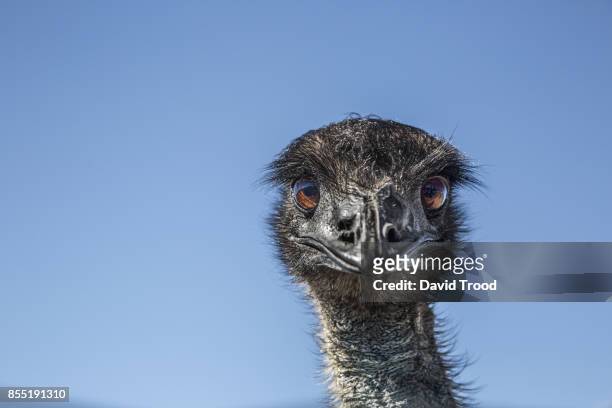 close up of an emu - david trood stock pictures, royalty-free photos & images