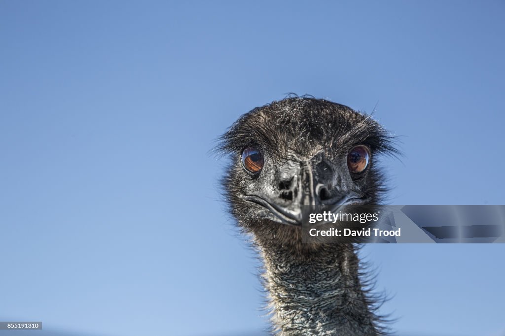 Close up of an Emu