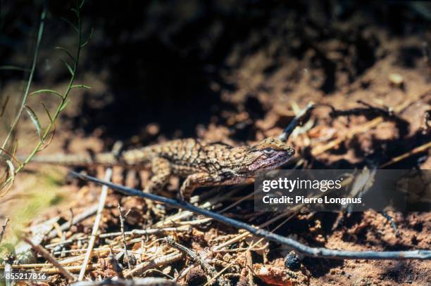 lizard hunting insects on the north rim of the grand canyon, arizona, usa - kaibab national forest stock pictures, royalty-free photos & images