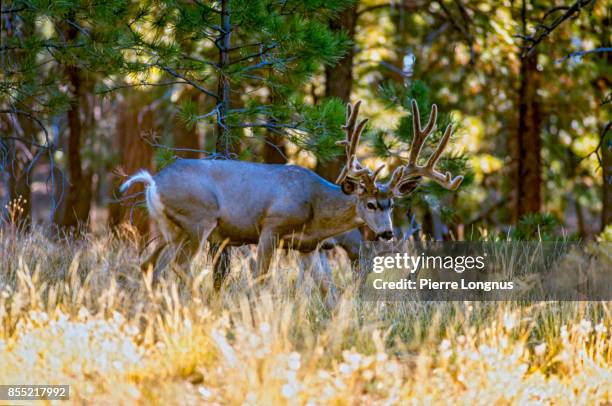 kaibab deer, kaibab plateau, arizona, usa - kaibab national forest stock pictures, royalty-free photos & images