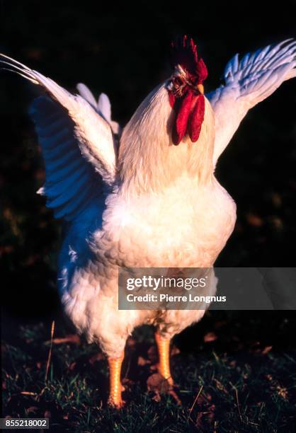 free range rooster showing his strength and power to chickens in the sunset light - klapwieken stockfoto's en -beelden