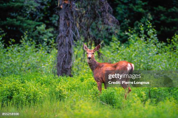 female mule deer in the wild, manning provincial park, british columbia, canada - mule deer 個照片及圖片檔