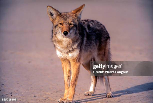 wild coyote in the badwater basin region in death valley national park, usa - coyote stockfoto's en -beelden