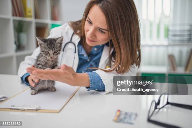 veterinarian examining cat - pet insurance stock pictures, royalty-free photos & images