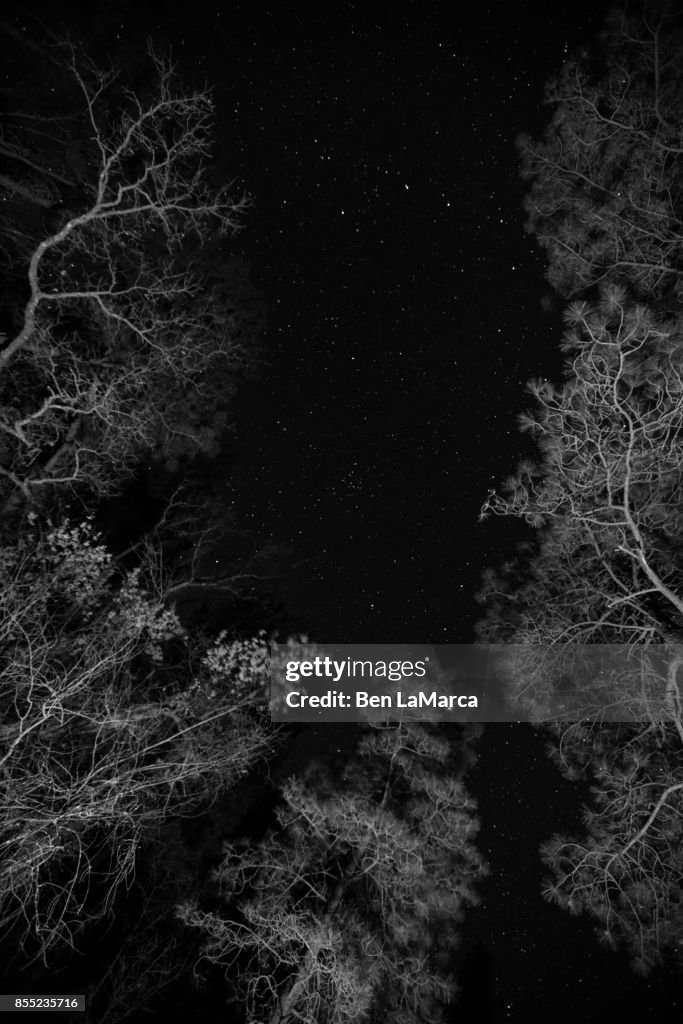 Ponderosas Pines in the Dark