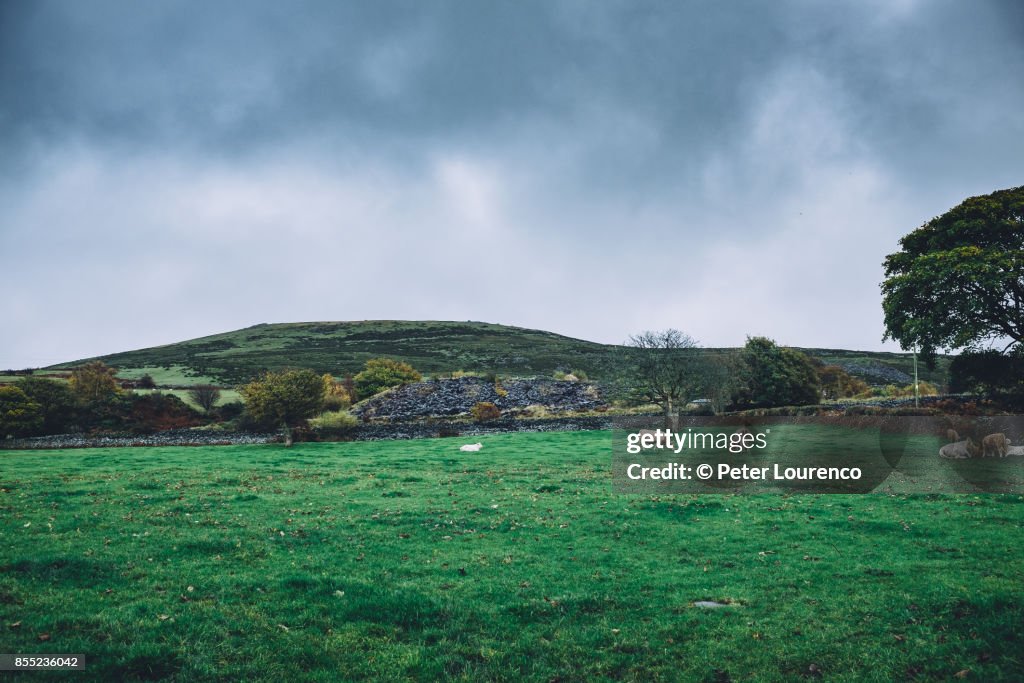 Sheep grazing in a field in Wales