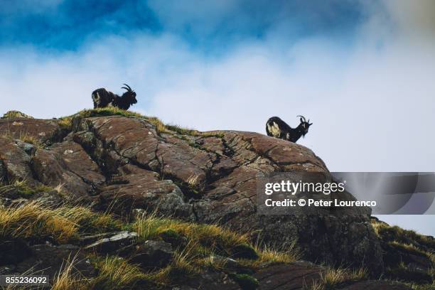 wild mountain goats - snowdonia wales stock pictures, royalty-free photos & images