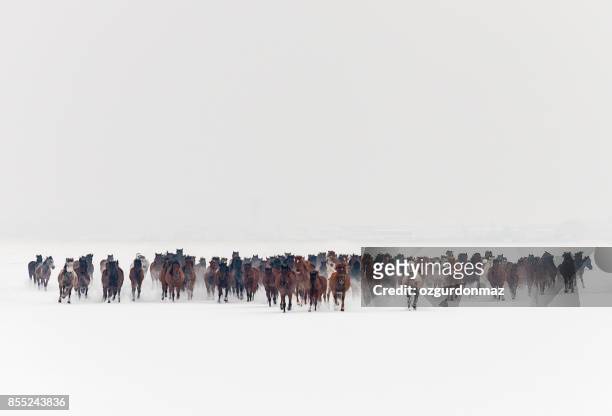 chevaux sauvages en cours d’exécution dans la neige - chevaux sauvages photos et images de collection