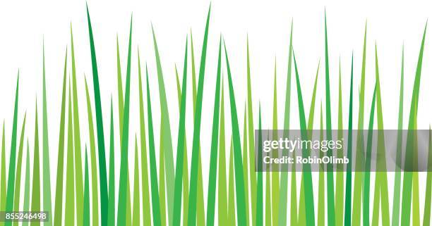 grass background - long grass stock illustrations